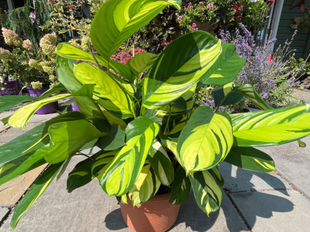 Ctenanthe Pilosa Golden Mosaic For Sale