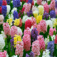 Hyacinth - Mixed Bulbs For Discount