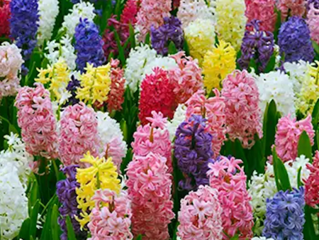 Hyacinth - Mixed Bulbs For Discount