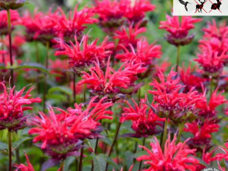 Red Velvet  Bee Balm - Monarda  Red Velvet  Online Hot Sale