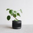 Indoor wooden planter - Beige, Black, Green, Mist White - Therma on Sale