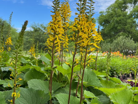 The Rocket Golden Ray | Ligularia stenocephala For Cheap