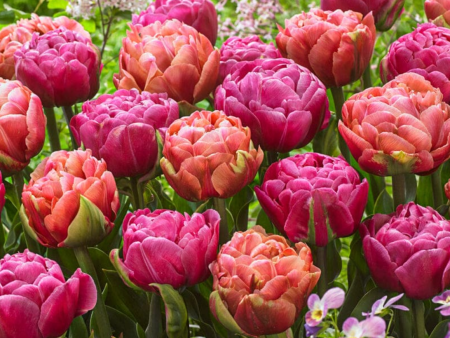 Tulips - Amazing Double Mixture Fashion