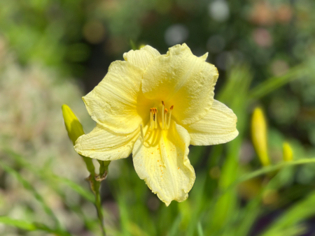 Fragrant Returns Reblooming Daylily | Hemerocallis Hot on Sale