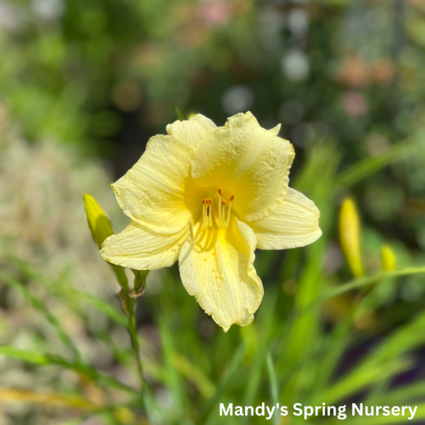 Fragrant Returns Reblooming Daylily | Hemerocallis Hot on Sale