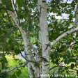 Paper Birch Birch | Betula papyrifera  Paper Birch  For Sale