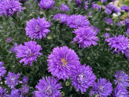 Assorted Fall Annual Aster Supply