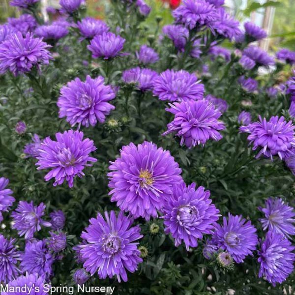 Assorted Fall Annual Aster Supply