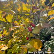 Wildfire Winterberry | Ilex verticillata Online Sale