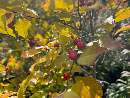 Wildfire Winterberry | Ilex verticillata Online Sale