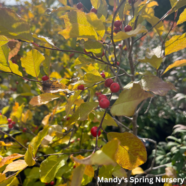 Wildfire Winterberry | Ilex verticillata Online Sale