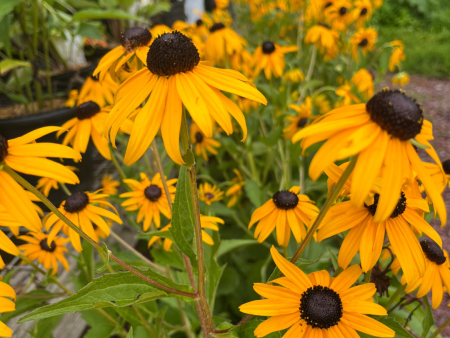 Goldsturm Black-Eyed Susan | Rudbeckia fulgida Discount