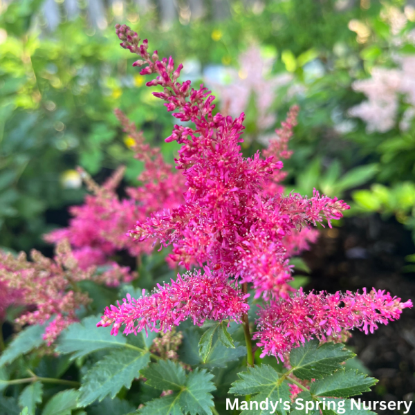 Younique™ Ruby Red Astilbe | Astilbe  Younique  Ruby Red Online