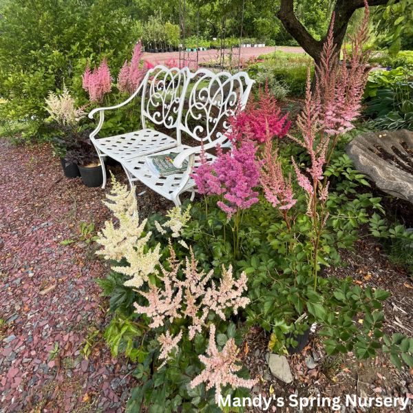 Chocolate Shotgun Astilbe on Sale