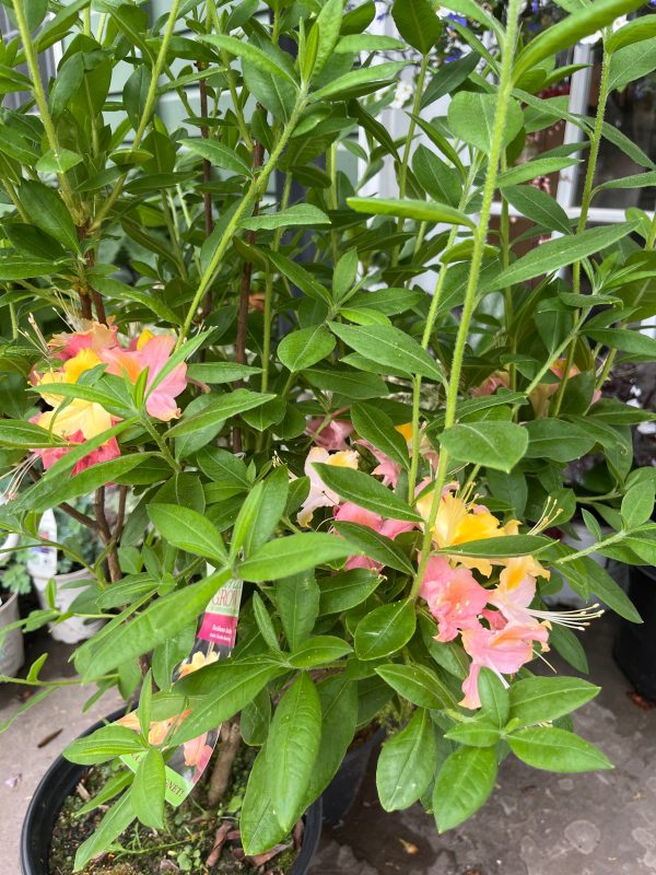 Garden Rainbow  Azalea on Sale