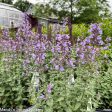 Cats Meow Catmint | Nepeta faassenii Online Hot Sale