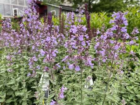 Cats Meow Catmint | Nepeta faassenii Online Hot Sale