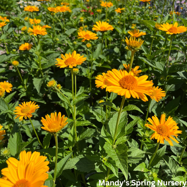 Tuscan Sun  False Sunflower | Heliopsis helianthoides Online now