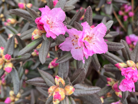 Midnight Ruby  Rhododendron Online Hot Sale