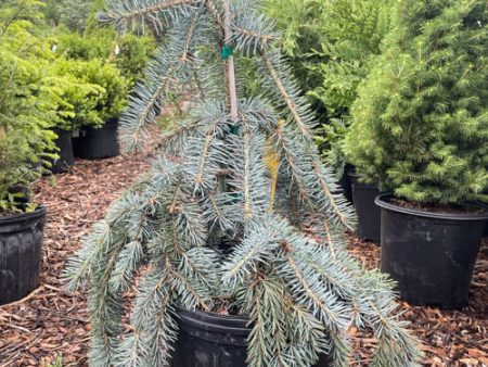 Slenderina Weeping Blue Spruce | Picea glauca Slenderina Pendula Cheap