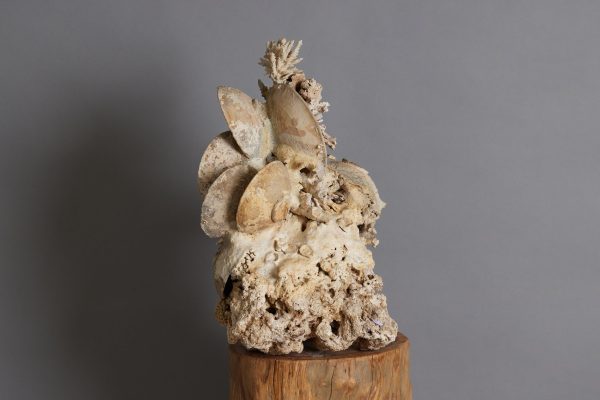 Shipwreck & Coral Conglomeration on Sale