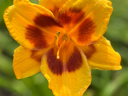 Tiger Swirl Daylily | Hemerocallis  Tiger Swirl  Online now