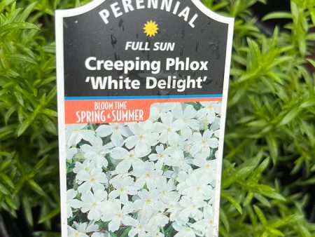 White Delight Creeping Phlox | Phlox subulata Online Hot Sale