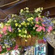 Assorted Annual Hanging Basket-Coco Liner w  Wire Basket on Sale