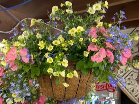 Assorted Annual Hanging Basket-Coco Liner w  Wire Basket on Sale