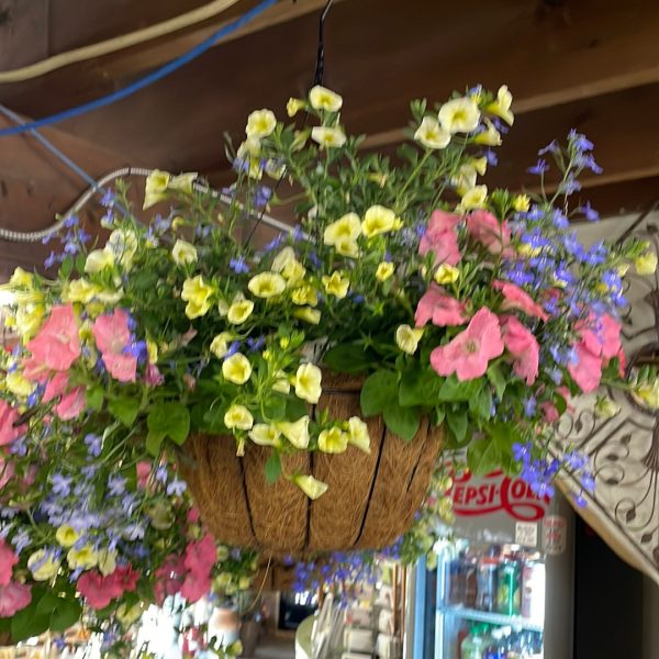 Assorted Annual Hanging Basket-Coco Liner w  Wire Basket on Sale