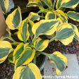 Autumn Frost Hosta Online Sale