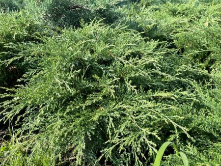 Russian Cypress | Microbiota decussata Cheap