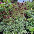 Little Angel Burnet | Sanguisorba officinalis Hot on Sale