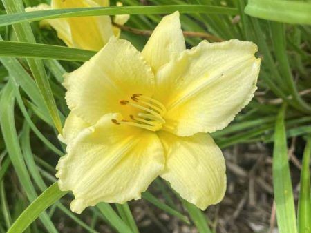 Happy Returns Daylily | Hemerocallis For Cheap