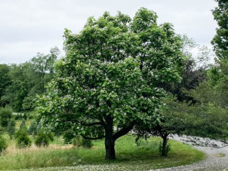 Bare Root Northern Catalpa | Catalpa speciosa Online