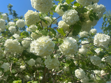 Common Snowball Viburnum - Tree Form | Viburnum opulus  Roseum  Fashion