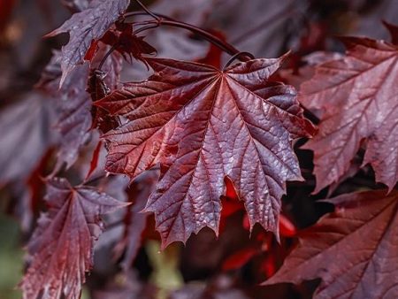 Bare Root -  Crimson King  Maple | Acer Platanoides Online