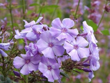 Blue Paradise Garden Phlox | Phlox paniculata Online now