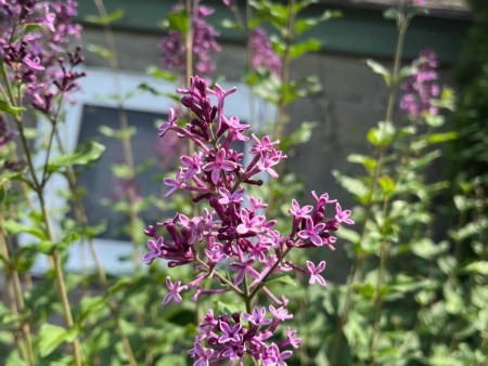 Bloomerang Dark Purple Lilac Tree | Syringa Hot on Sale