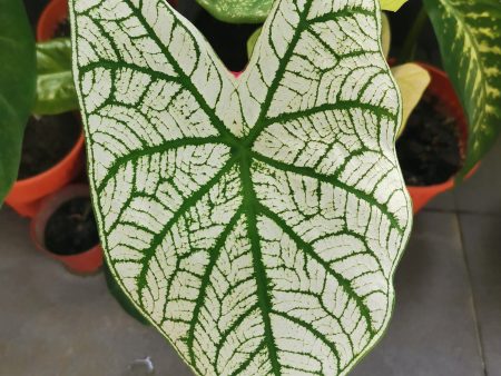 Bulbs - White Christmas Caladium Hot on Sale