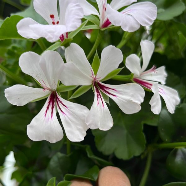 Geranium Geraniums on Sale