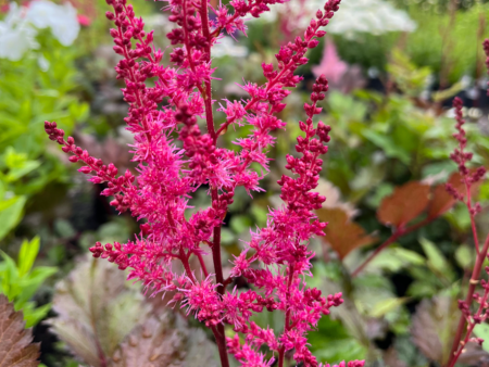 Mighty Chocolate Cherry Astilbe | Astilbe chinensis Online Sale