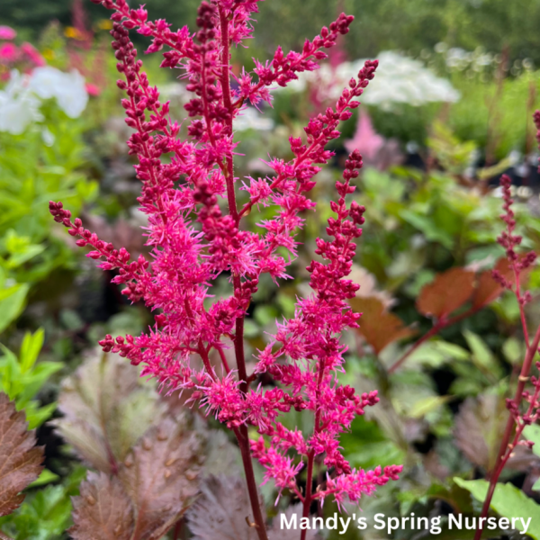 Mighty Chocolate Cherry Astilbe | Astilbe chinensis Online Sale