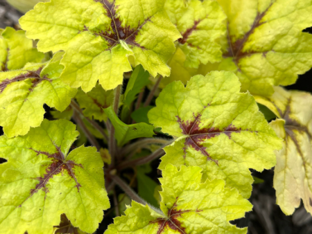 Catching Fire Foamy Bells | Heucherella Online