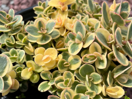 SunSparkler Lime Twister Stonecrop | Sedum Online now