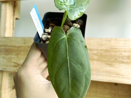 Anthurium Dark form Hybrid unknown (3:J103) [1596] | Rare Aroid | Exact Plant Supply