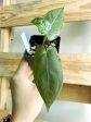 Anthurium Dark form Hybrid unknown (3:J103) [1596] | Rare Aroid | Exact Plant Supply