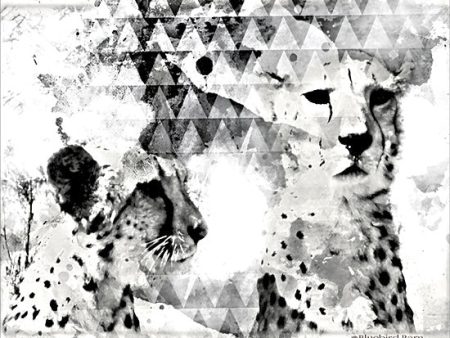 BLUE140 - Modern Black & White Cheetahs    - 16x12 Supply