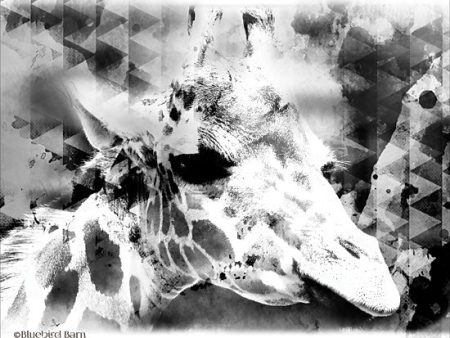 BLUE142 - Modern Black & White Giraffe     - 16x12 For Cheap